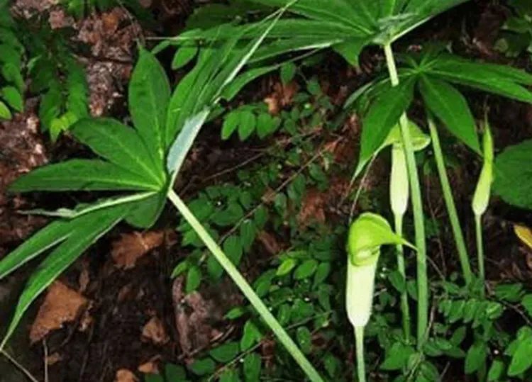 天南星的功效与作用