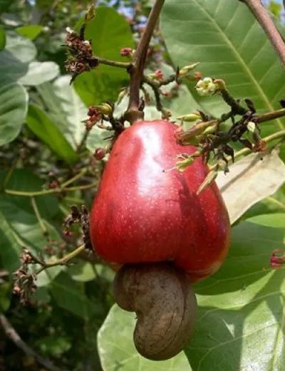 世界十大最奇特的树