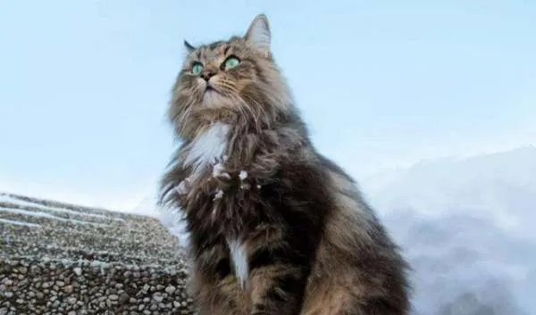 埃及猫原视频在哪里看