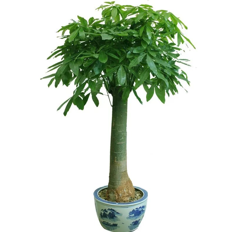 客厅放什么花风水好 客厅植物摆放风水禁忌