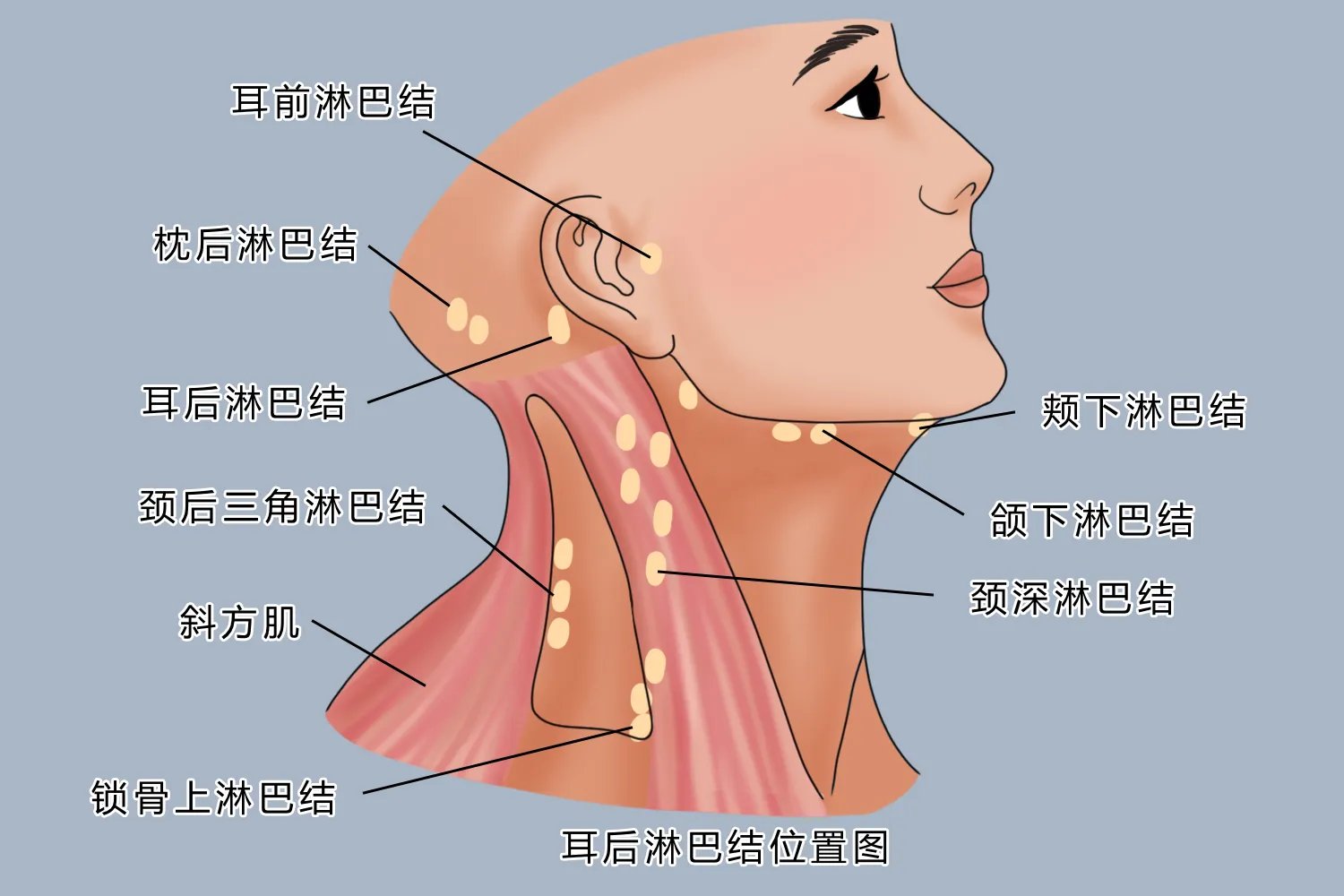 宝宝耳后淋巴结图片