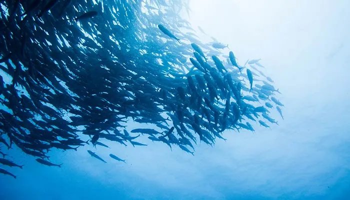 电鳗能电死人吗 电鳗能不能电死人