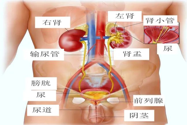 泌尿系统图