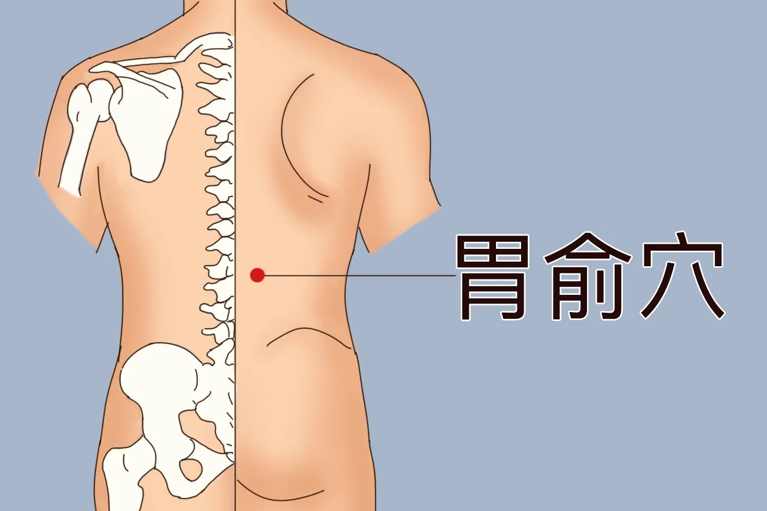 三伏贴脾胃贴敷部位图