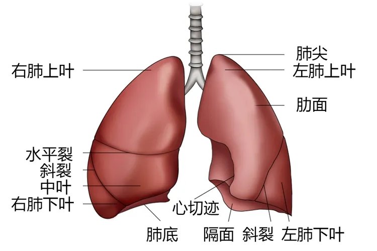肺位置在哪里图片大全