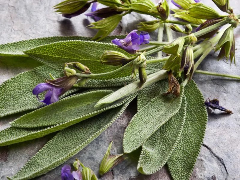 木棉花的功效与作用