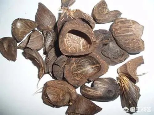 发酵棕榈粕到底有多好？如何使用？