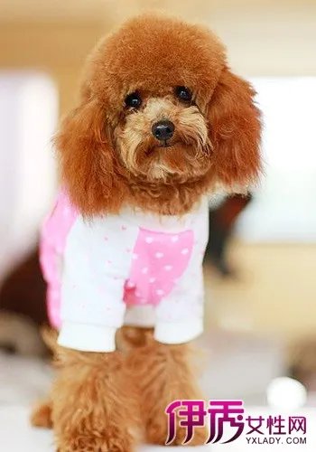 泰迪狗图片大全