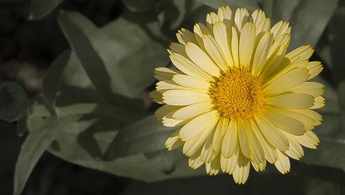 茼蒿的营养价值