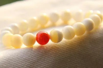 白砗磲的功效与作用