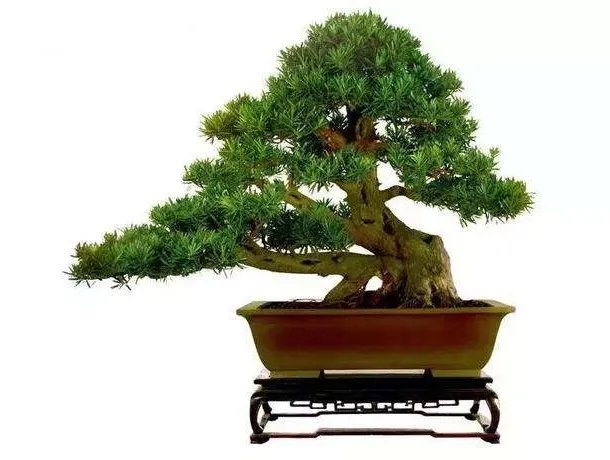 客厅放什么花风水好 客厅植物摆放风水禁忌