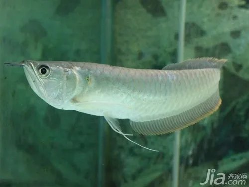 龙吐珠鱼是什么鱼种 龙吐珠鱼价格