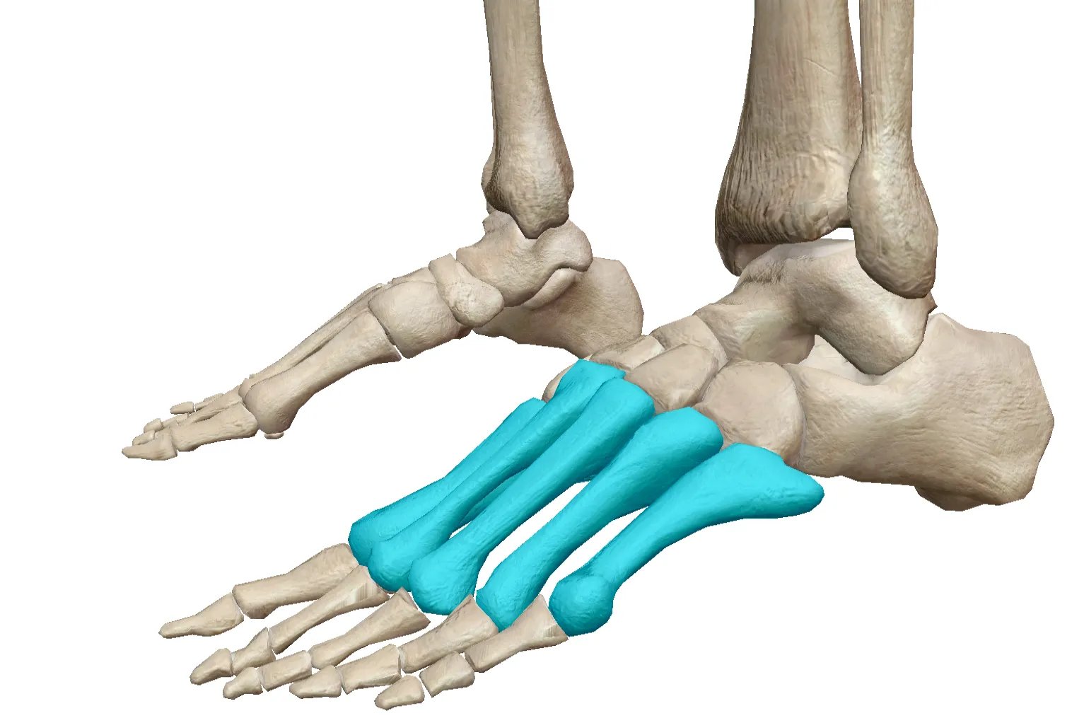 脚的骨骼全部结构图