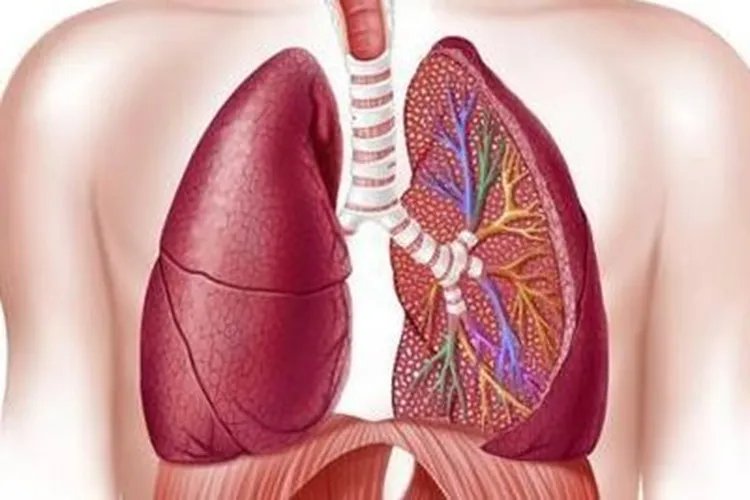 肺位置在哪里图片大全