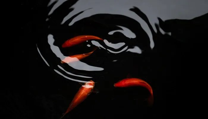 毒蛇鱼是什么鱼 毒蛇鱼是什么