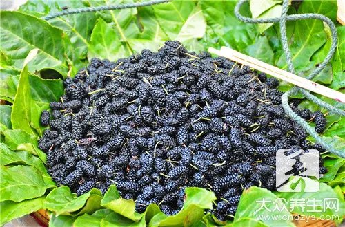 桑树叶泡水喝注意什么？