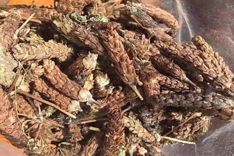 夏枯草的图片及名称