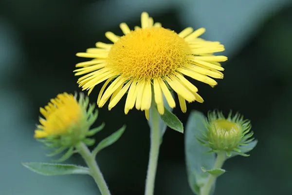 野菊花的功效与作用和禁忌