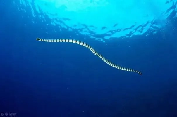 世界十大毒蛇，细鳞太攀蛇排第一，第十是蛇类煞星