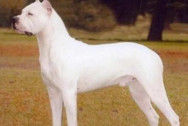 十大最贵的狗排名