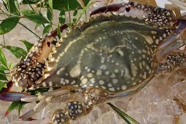 世界上最大的螃蟹排名 帝王蟹仅第三，第一体长可达3米