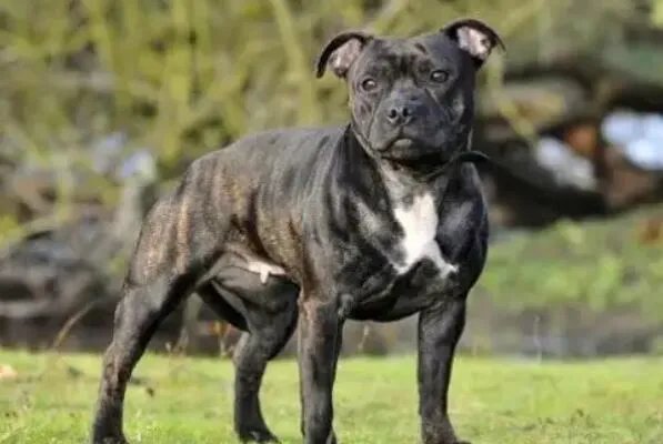 十大顶级梗类犬,斗牛梗排第六,第一体型较小