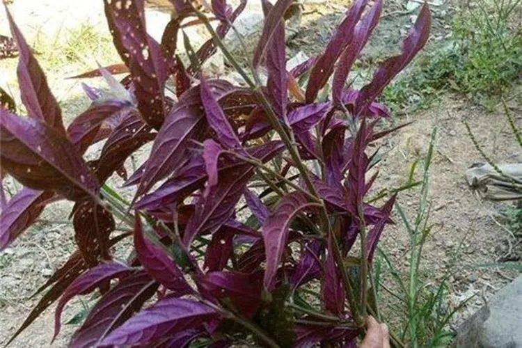 红牛膝图片大全