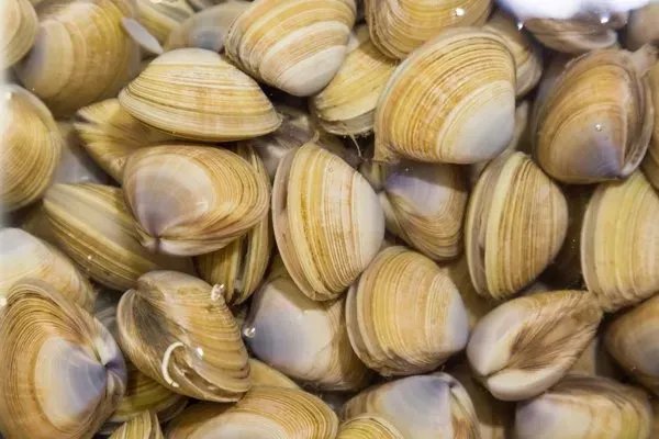 蛤壳的用量多少克合适