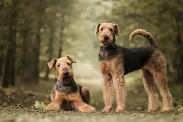 十大顶级梗类犬,斗牛梗排第六,第一体型较小