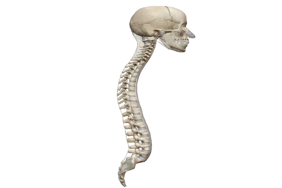 脊椎图