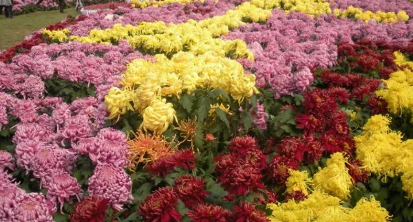 菊字可以怎么组词