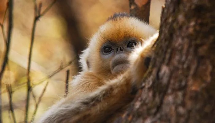 猴子的尾巴有什么作用 猴子的尾巴到底有什么作用