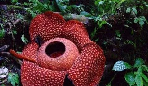 世界上最高贵神秘的花——来自的古巴幽灵兰花