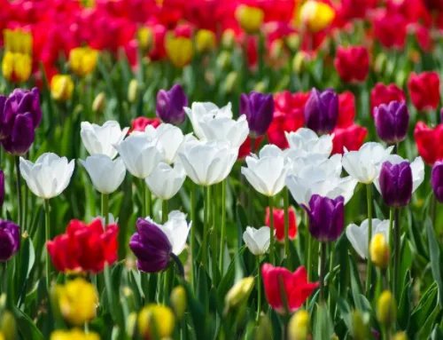 紫色郁金香花语和寓意 不同颜色的郁金香花语有哪些