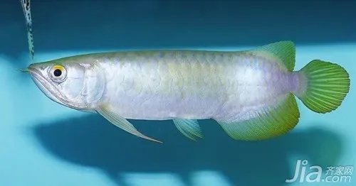 龙吐珠鱼是什么鱼种 龙吐珠鱼价格