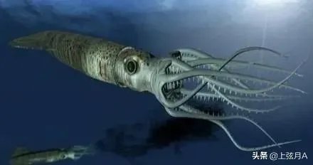 传说中的大海蛇,已经有几千年目击记录,为什么没留下任何证据?