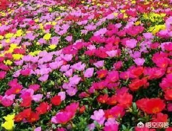 沈巍流浪，是主动选择还是另有隐情？