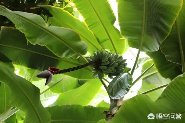 发酵棕榈粕到底有多好？如何使用？