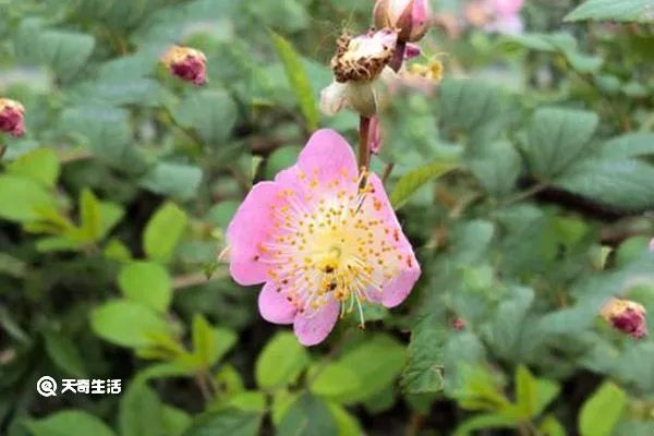 缫丝花的功效与作用
