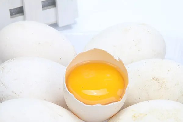 鹅蛋的功效与作用禁忌