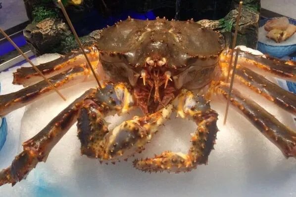 世界上最大的螃蟹排名 帝王蟹仅第三，第一体长可达3米