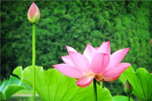荷花的资料有哪些 荷花有什么用途