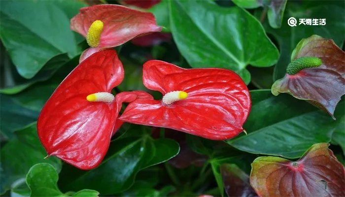 奇妙的植物有哪些