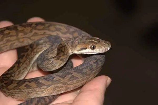 世界上最大的十种蛇,地毯蟒上榜,第一重量达250公斤