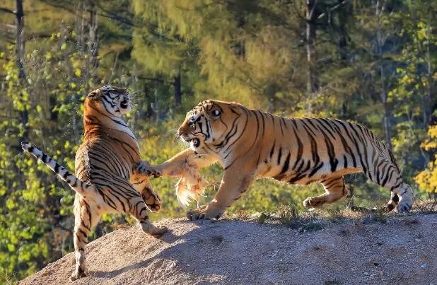 1974年属什么 1974年属什么生肖属于什么命