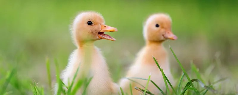 鸭子吃什么食物  鸭子吃的食物是什么