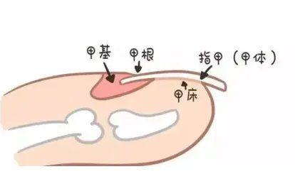 指甲从哪里开始生长图片