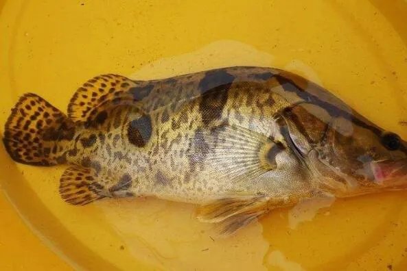 世界上最贵的十种鱼 波纹唇鱼上榜,第七被誉为“冰海之皇”