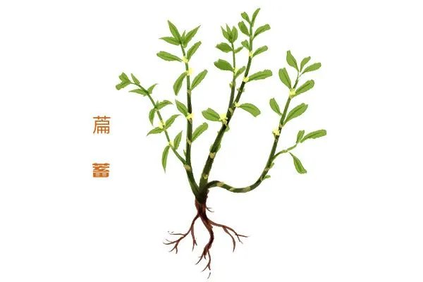 萹蓄的功效与作用