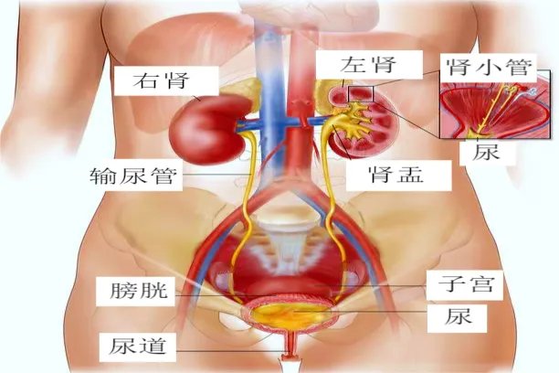 泌尿系统图